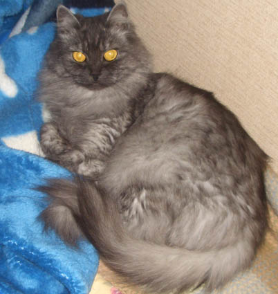 сибирские котята традиционного окраса